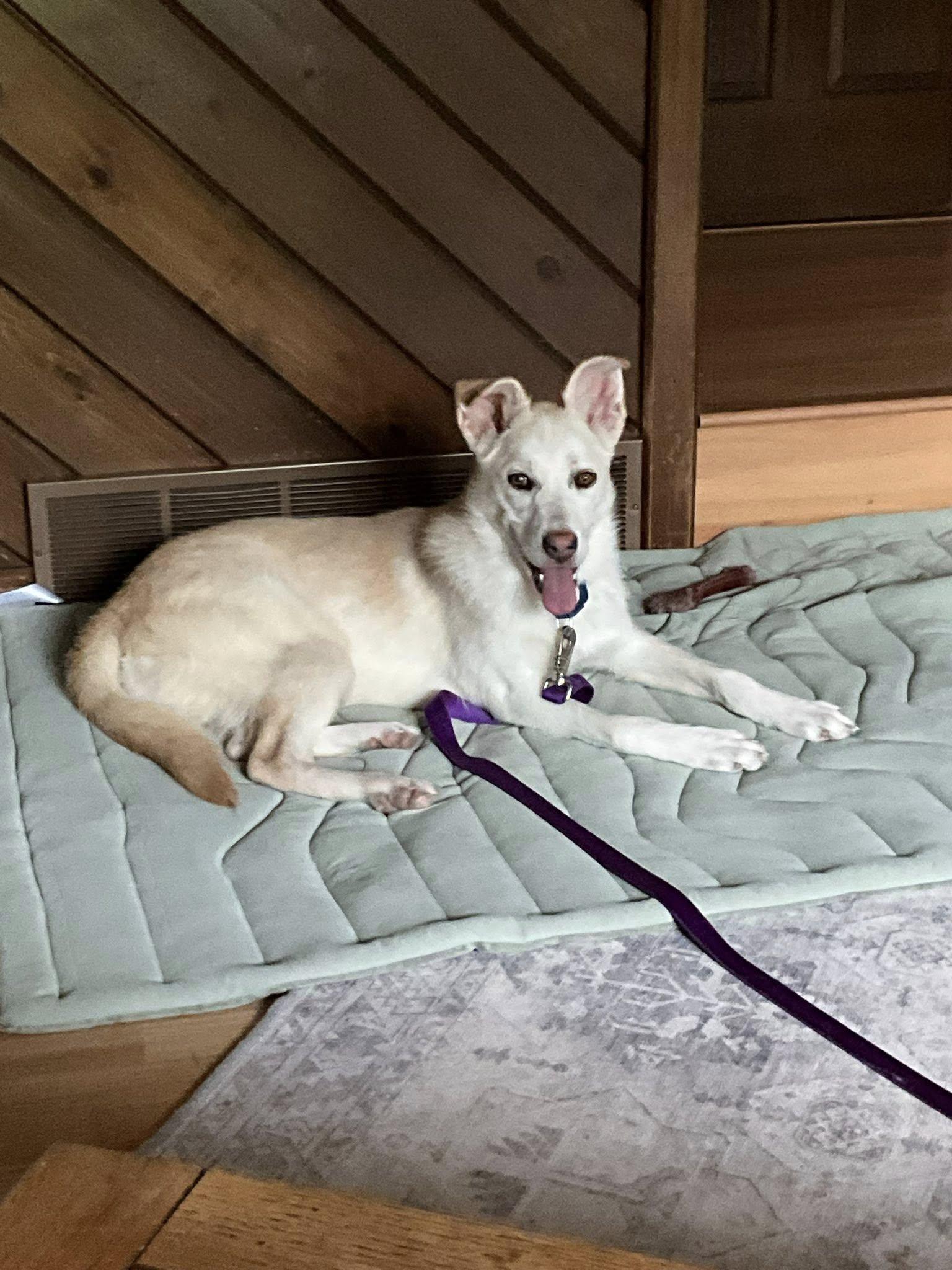 Enlarge Jace, a Adoptable White German Shepherd in Ashville, OH image 3/3