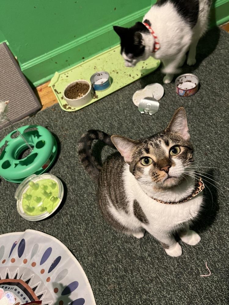 Samoa, Adoptable, Young Female Domestic Short Hair.