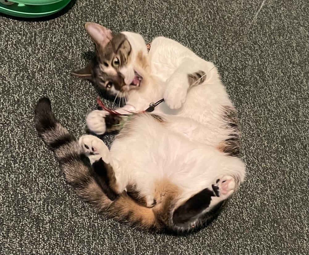 Samoa, a Adoptable Domestic Short Hair in Chicago, IL image 2/6