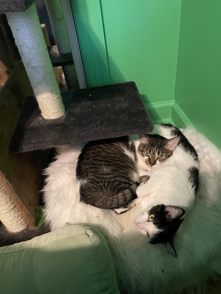 Samoa, a Adoptable Domestic Short Hair in Chicago, IL image 3/6