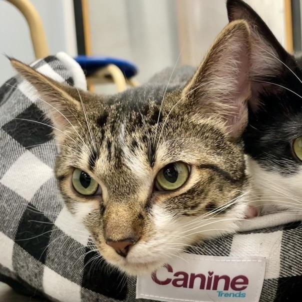 Samoa, a Adoptable Domestic Short Hair in Chicago, IL image 4/6