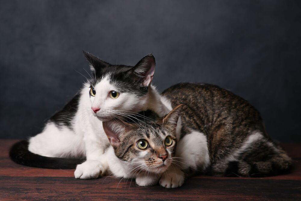 Samoa, a Adoptable Domestic Short Hair in Chicago, IL image 5/6