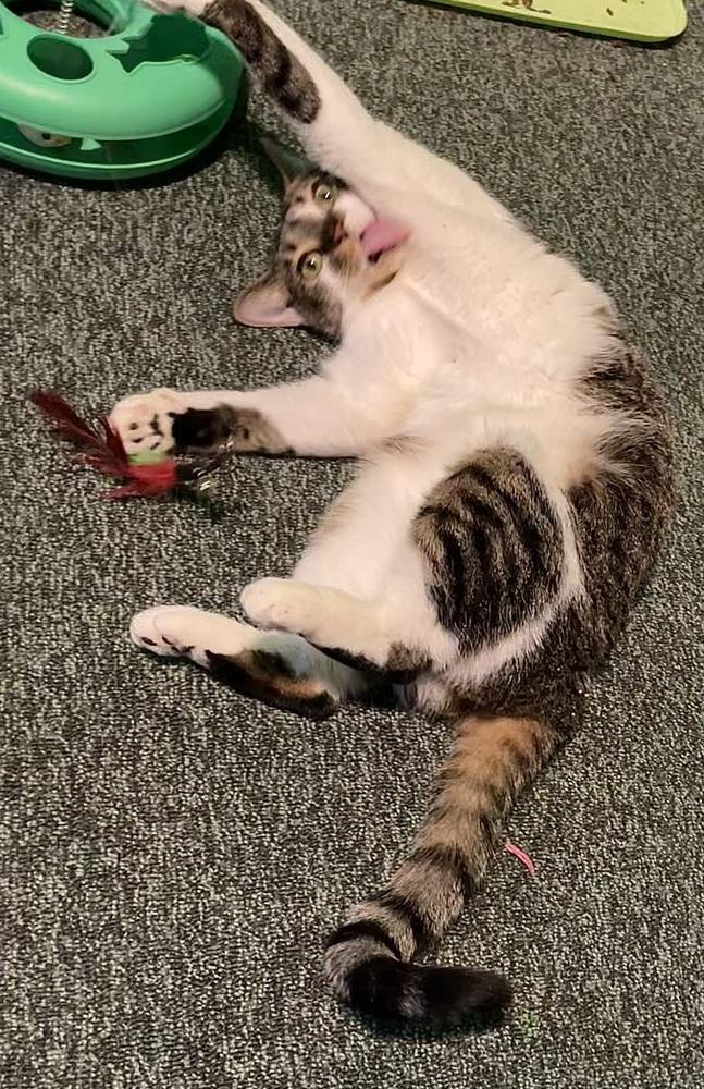 Samoa, a Adoptable Domestic Short Hair in Chicago, IL image 6/6