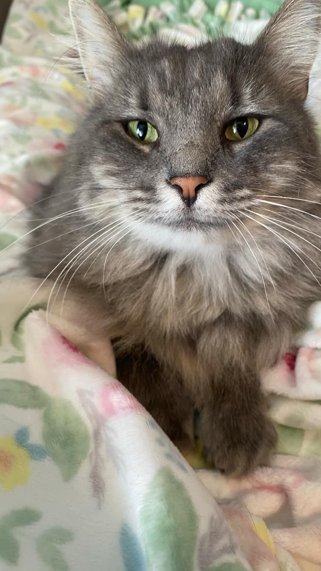 Peanut, a Adopted Domestic Long Hair in Chillicothe, OH image 1/2