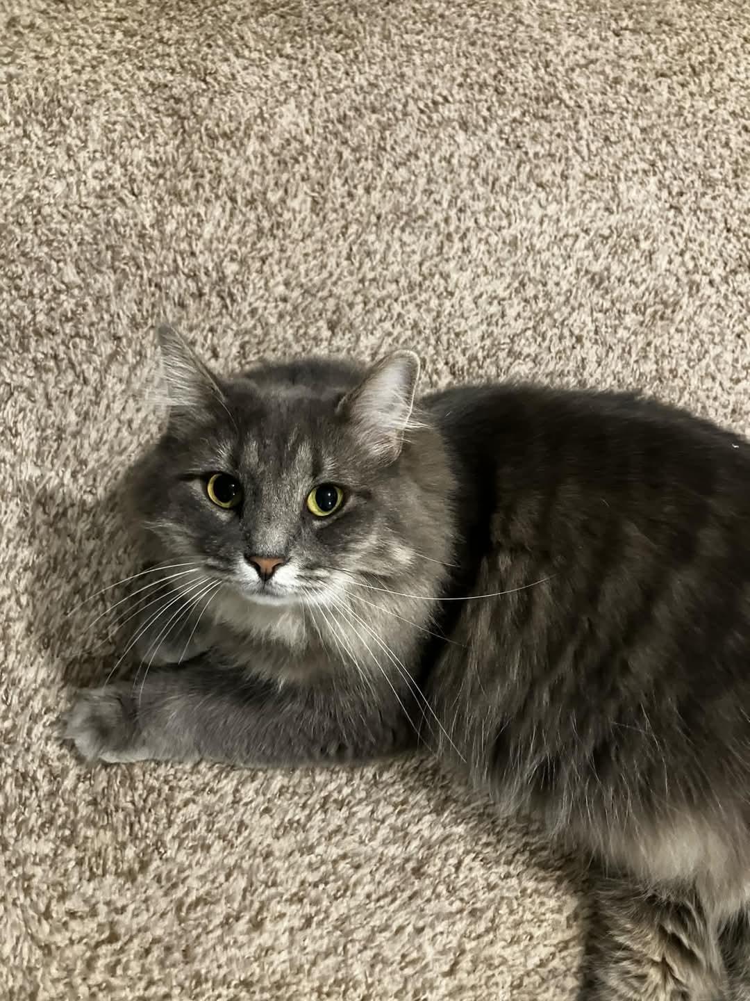 Peanut, a Adopted Domestic Long Hair in Chillicothe, OH image 2/2