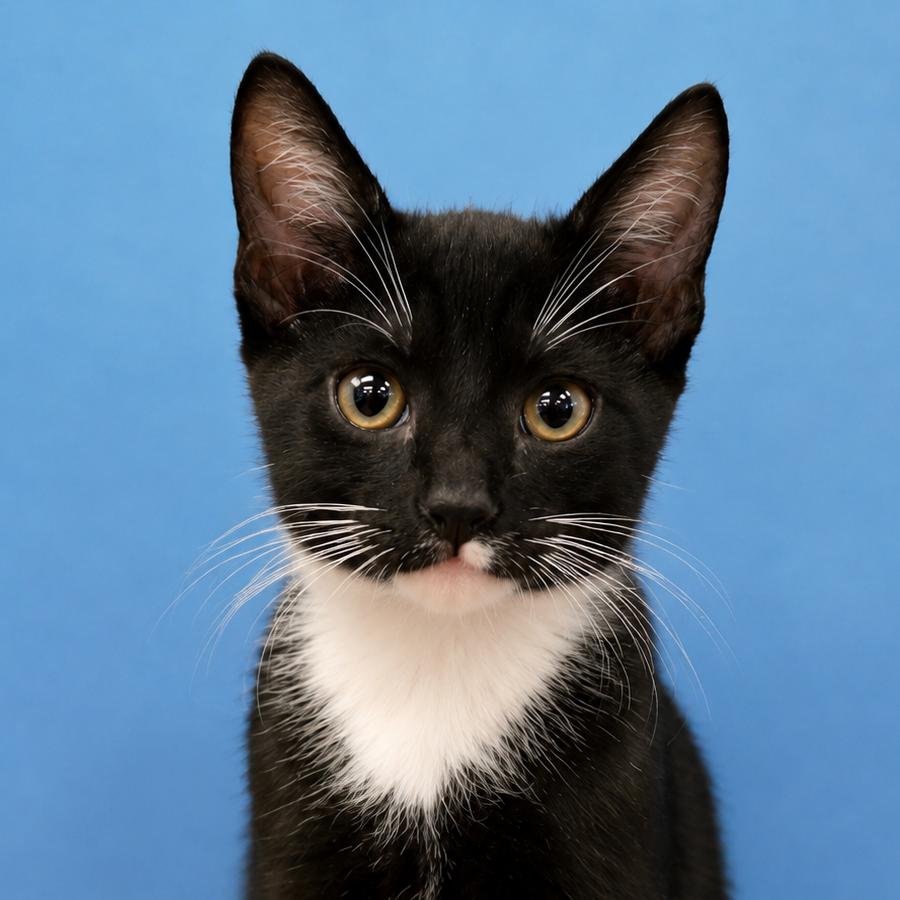 Corvin, Adoptable, Kitten Male Domestic Short Hair.