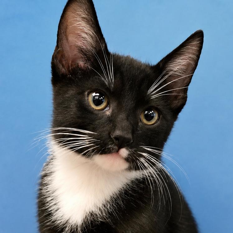 Enlarge Corvin, a Adoptable Domestic Short Hair in Wickenburg, AZ image 2/2