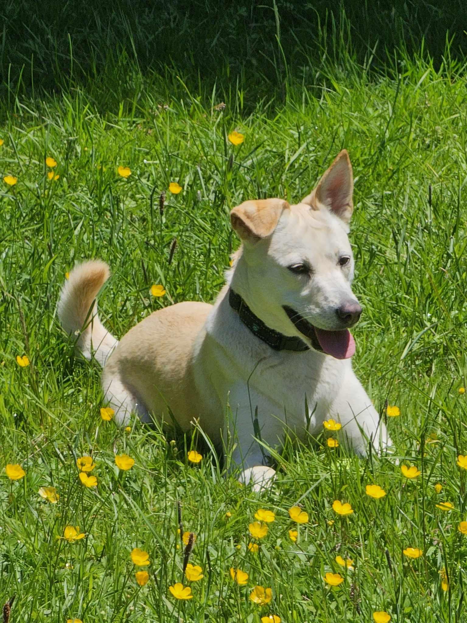 Beegee, an adoptable Pit Bull Terrier in Crescent city, CA, 95531 | Photo Image 6