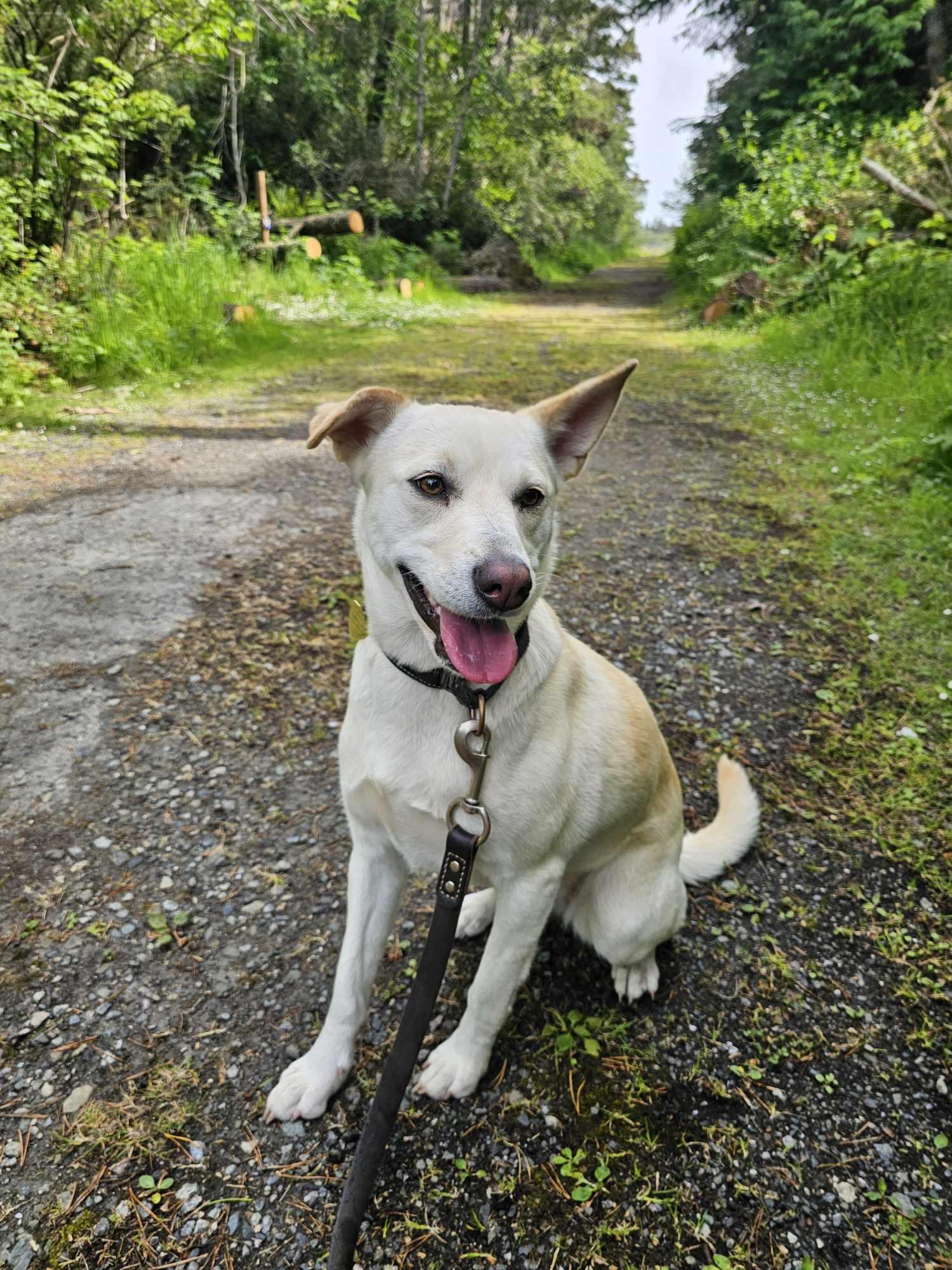 Beegee, an adoptable Pit Bull Terrier in Crescent city, CA, 95531 | Photo Image 1