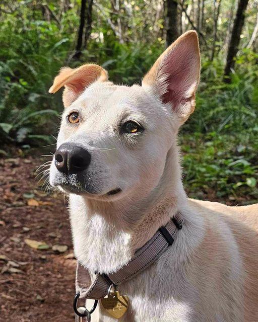 Beegee, an adoptable Pit Bull Terrier in Crescent city, CA, 95531 | Photo Image 4