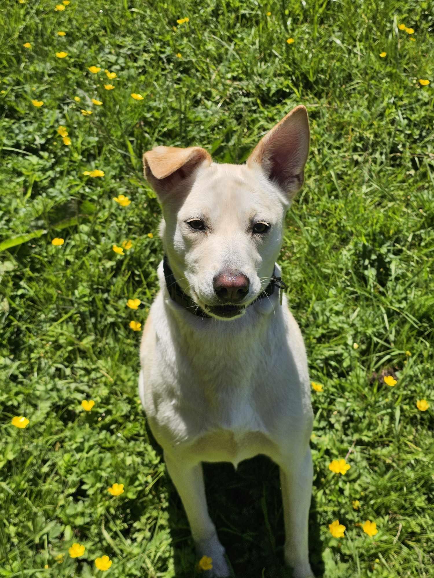 Beegee, an adoptable Pit Bull Terrier in Crescent city, CA, 95531 | Photo Image 3
