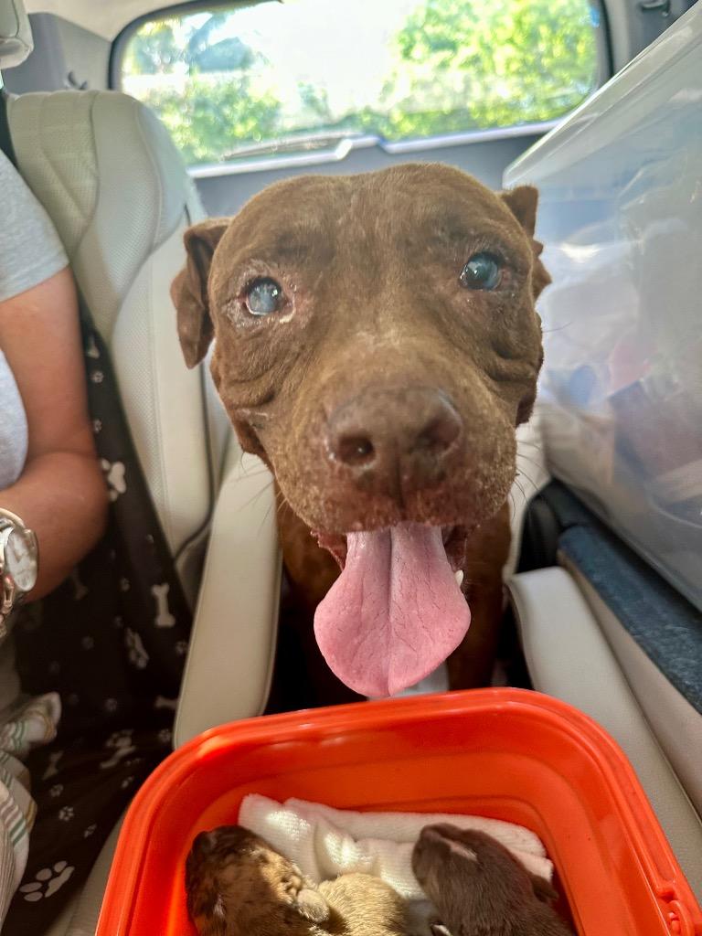 Journey-Gentle and Sweet - Fee Sponsored!, Adoptable, Adult Female Pit Bull Terrier & Staffordshire Bull Terrier.