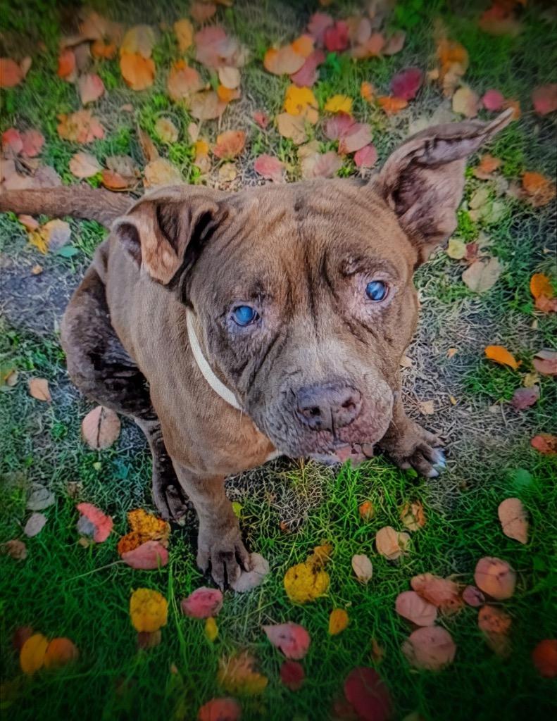 Enlarge Journey-Gentle and Sweet - Fee Sponsored!, a Adopted mixed breed in Fort Myers, FL image 1/1