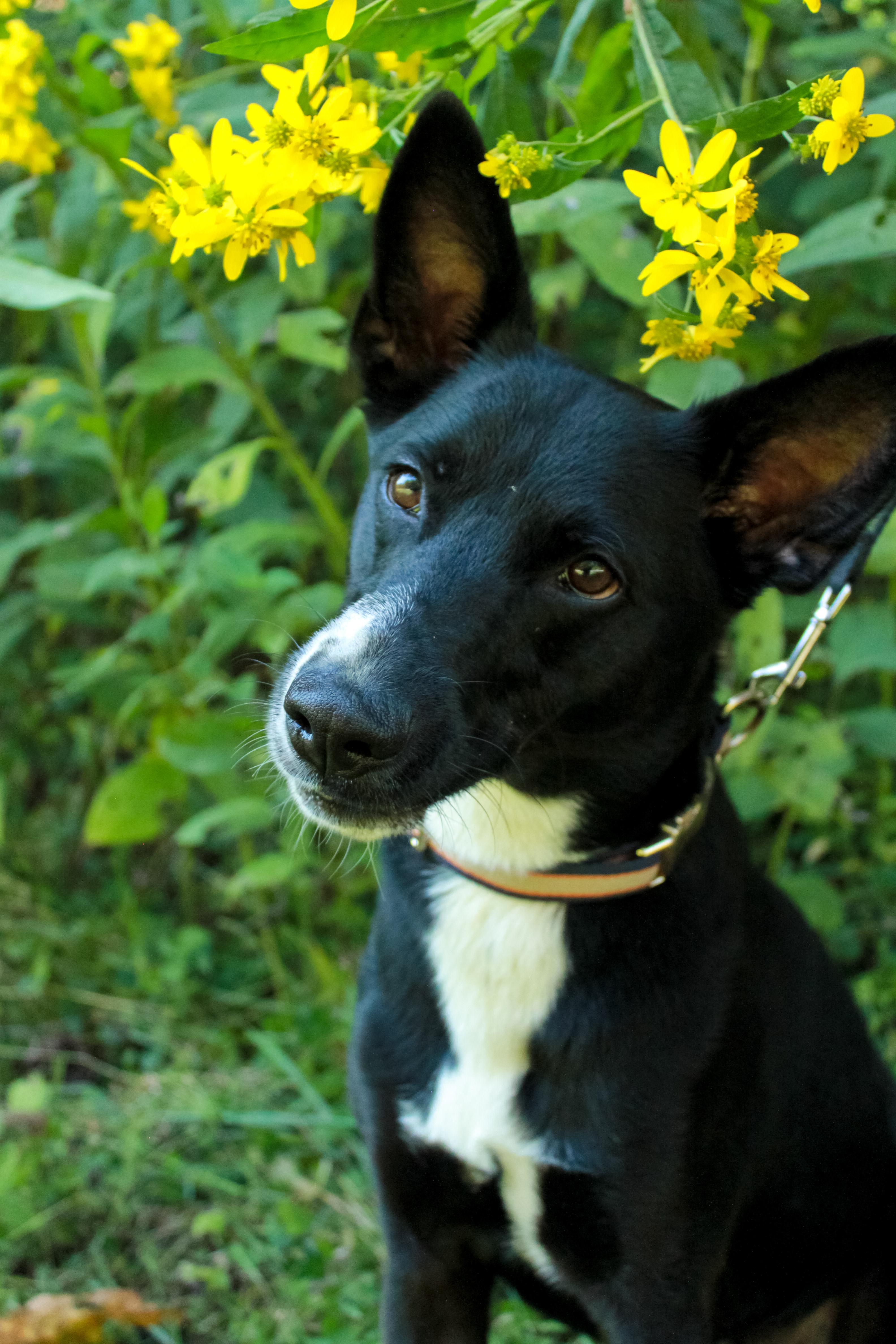 Baron, Adoptable, Adult Male Border Collie & German Shepherd Dog.