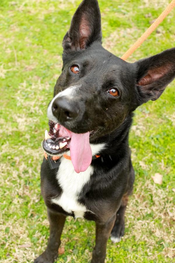 Baron, Adoptable, Adult Male Border Collie & German Shepherd Dog.