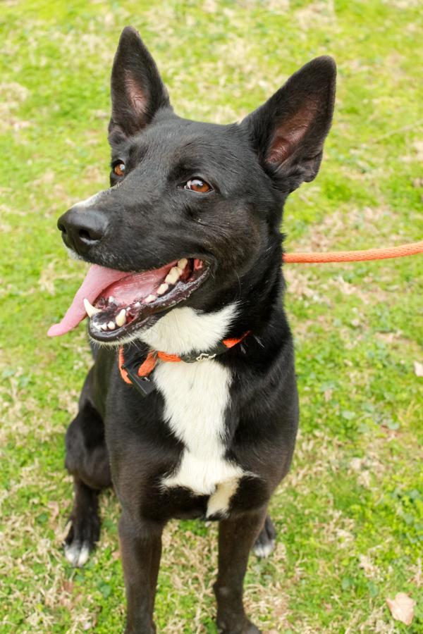 Baron, a Adoptable mixed breed in Ona, WV image 2/4