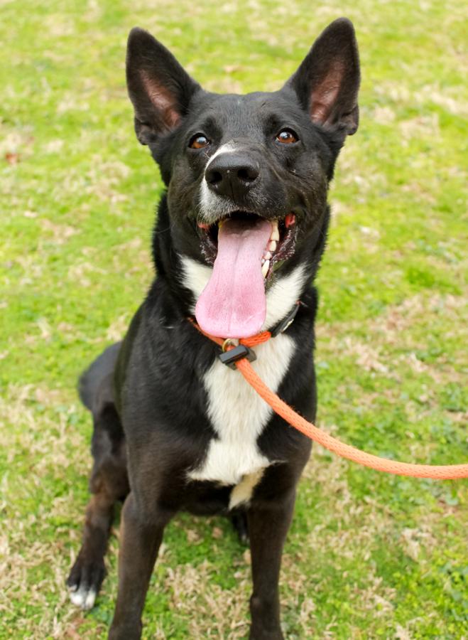 Baron, Adoptable, Adult Male Border Collie & German Shepherd Dog.