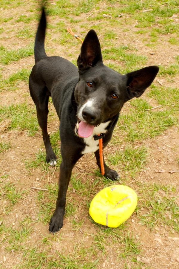 Baron, a Adoptable mixed breed in Ona, WV image 4/4