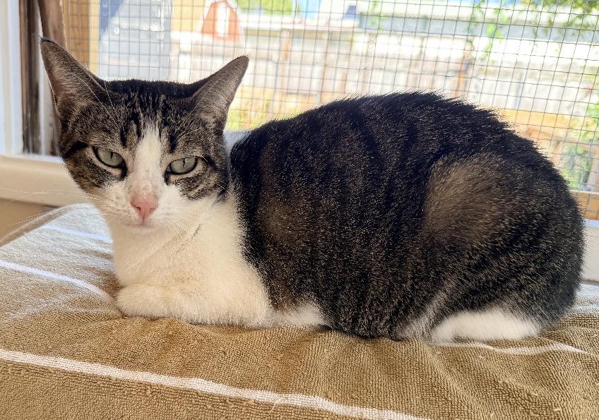 Aimee, Adoptable, Young Female American Shorthair.