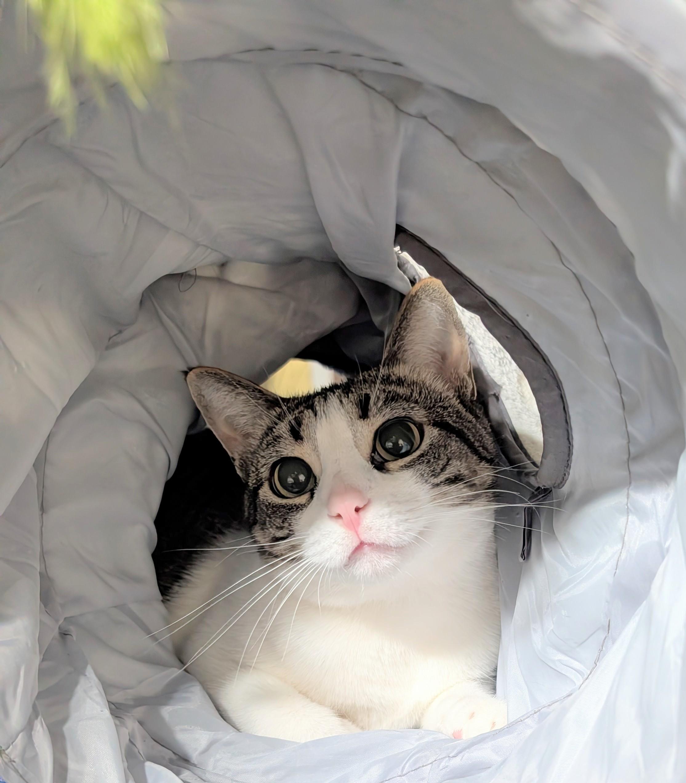 Aimee, Adoptable, Young Female American Shorthair.