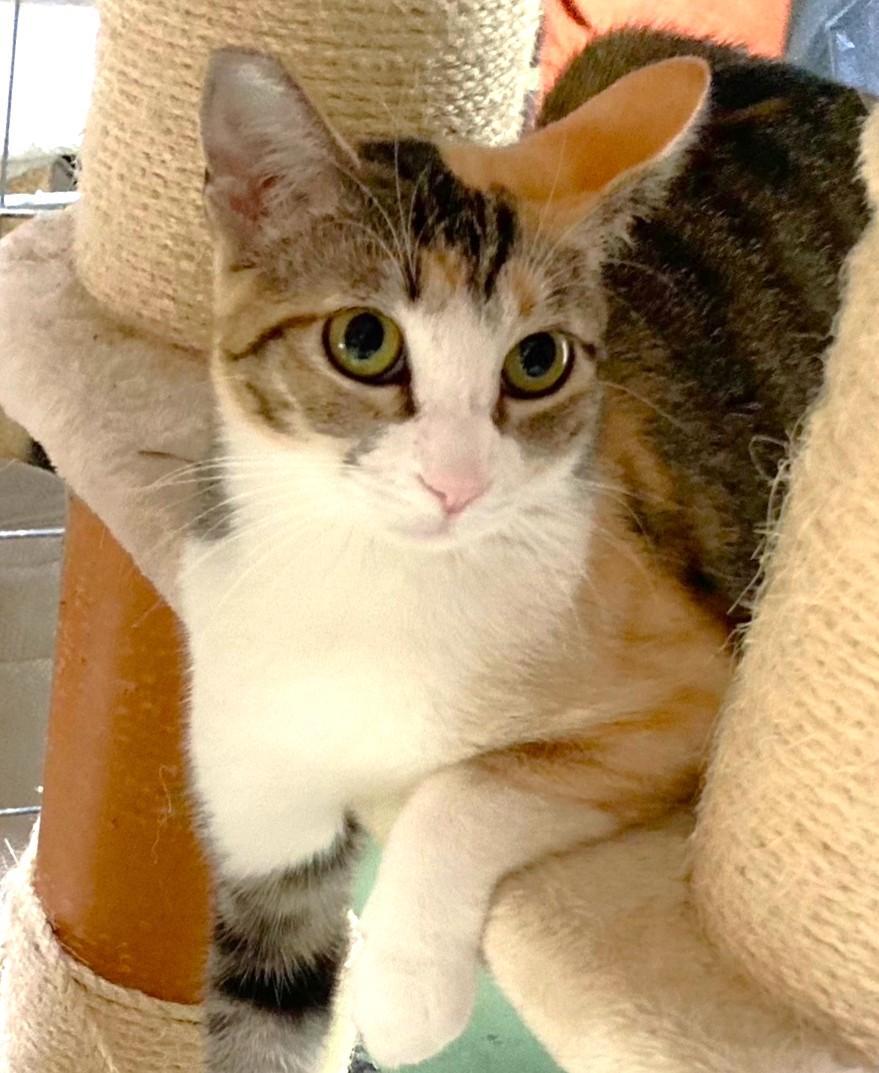 Aimee, a Adoptable American Shorthair in San Diego, CA image 2/2