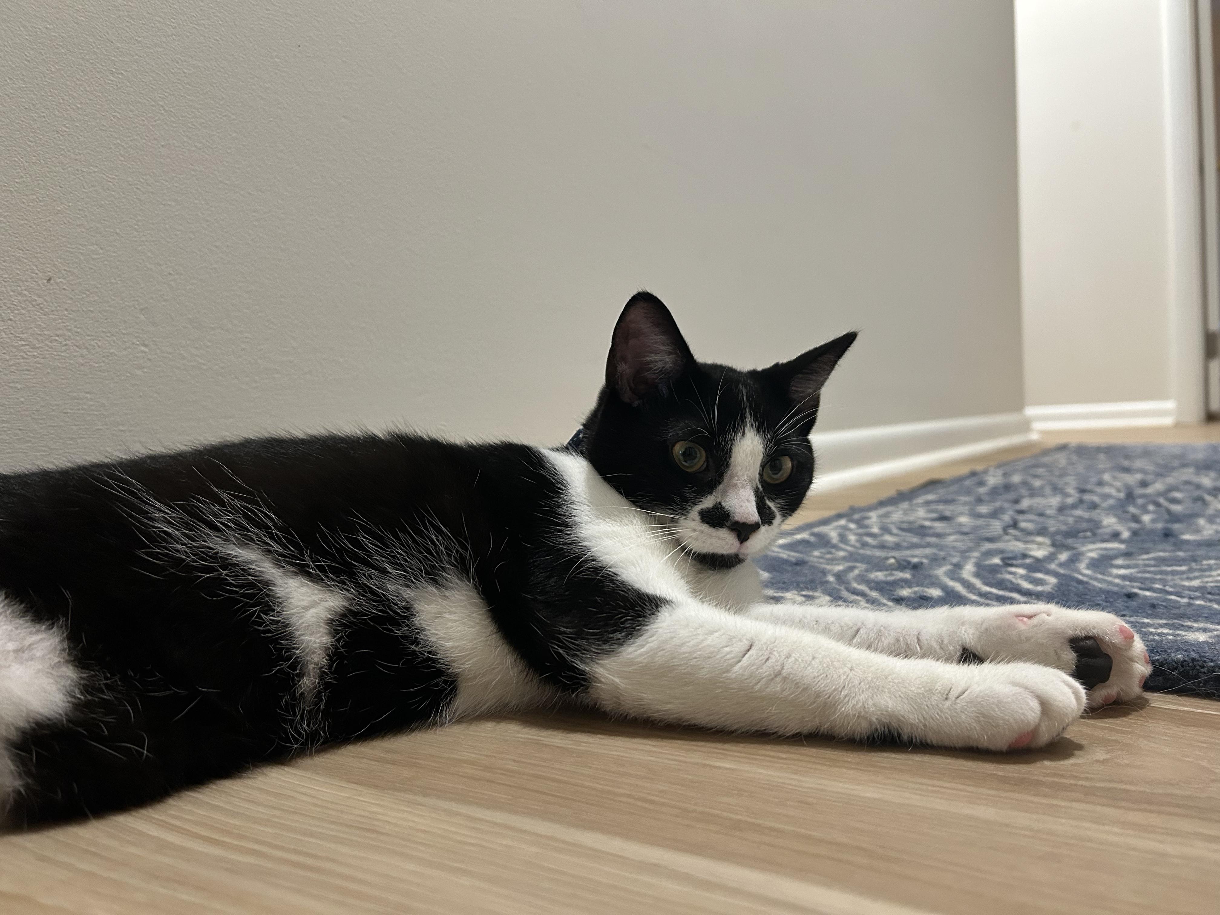 Enlarge Kitten: Max *Must go home with Carly OR to a home with another cat*, a Adoptable Domestic Short Hair in catonsville , MD image 1/5