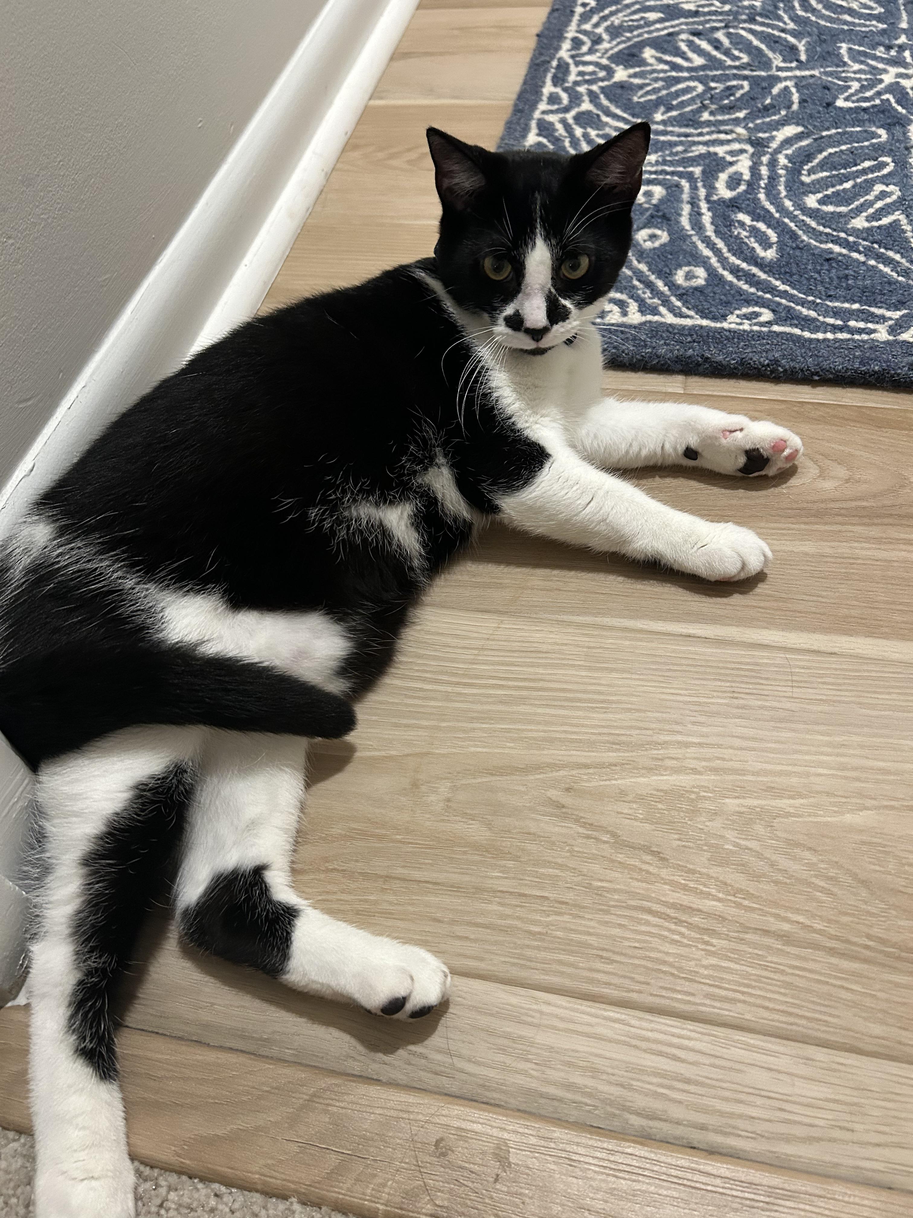 Enlarge Kitten: Max *Must go home with Carly OR to a home with another cat*, a Adoptable Domestic Short Hair in catonsville , MD image 2/5