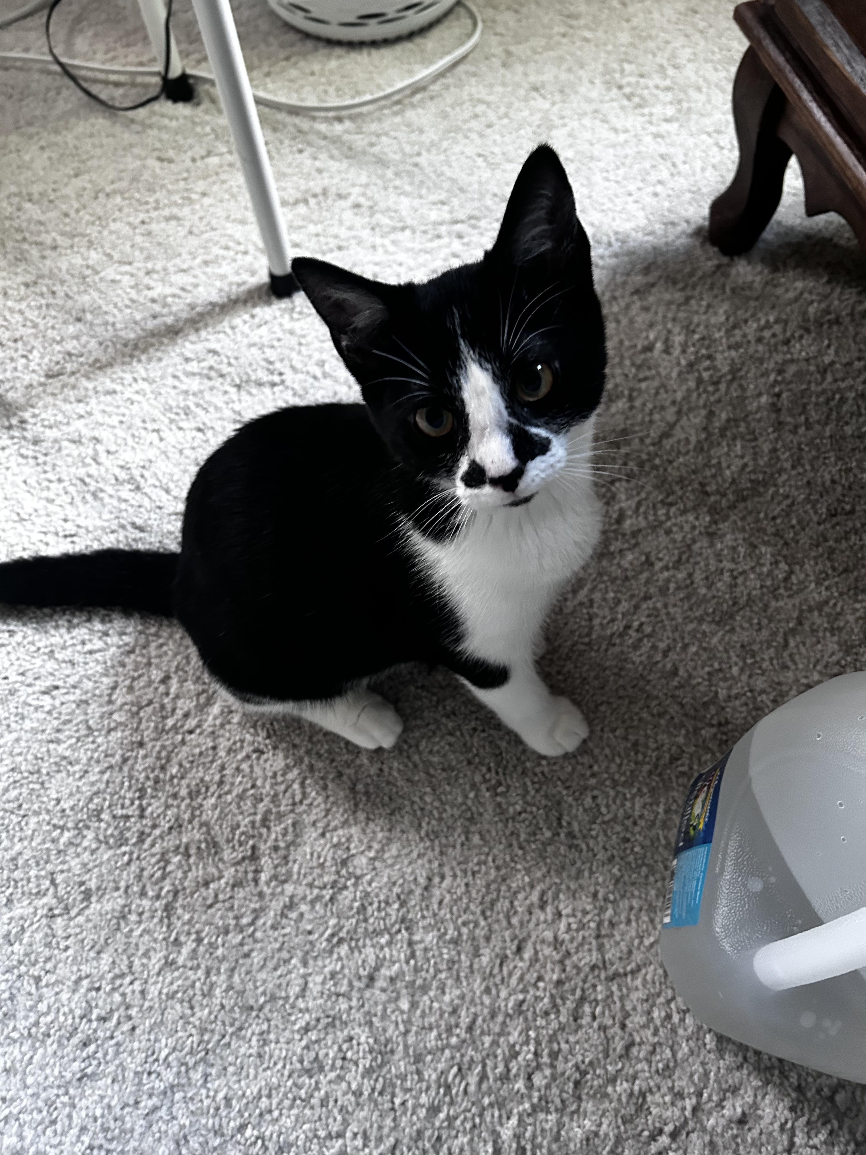 Enlarge Kitten: Max *Must go home with Carly OR to a home with another cat*, a Adoptable Domestic Short Hair in catonsville , MD image 3/5