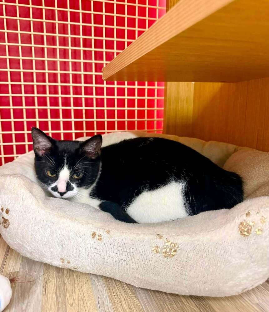 Enlarge Kitten: Max *Must go home with Carly OR to a home with another cat*, a Adoptable Domestic Short Hair in catonsville , MD image 4/5