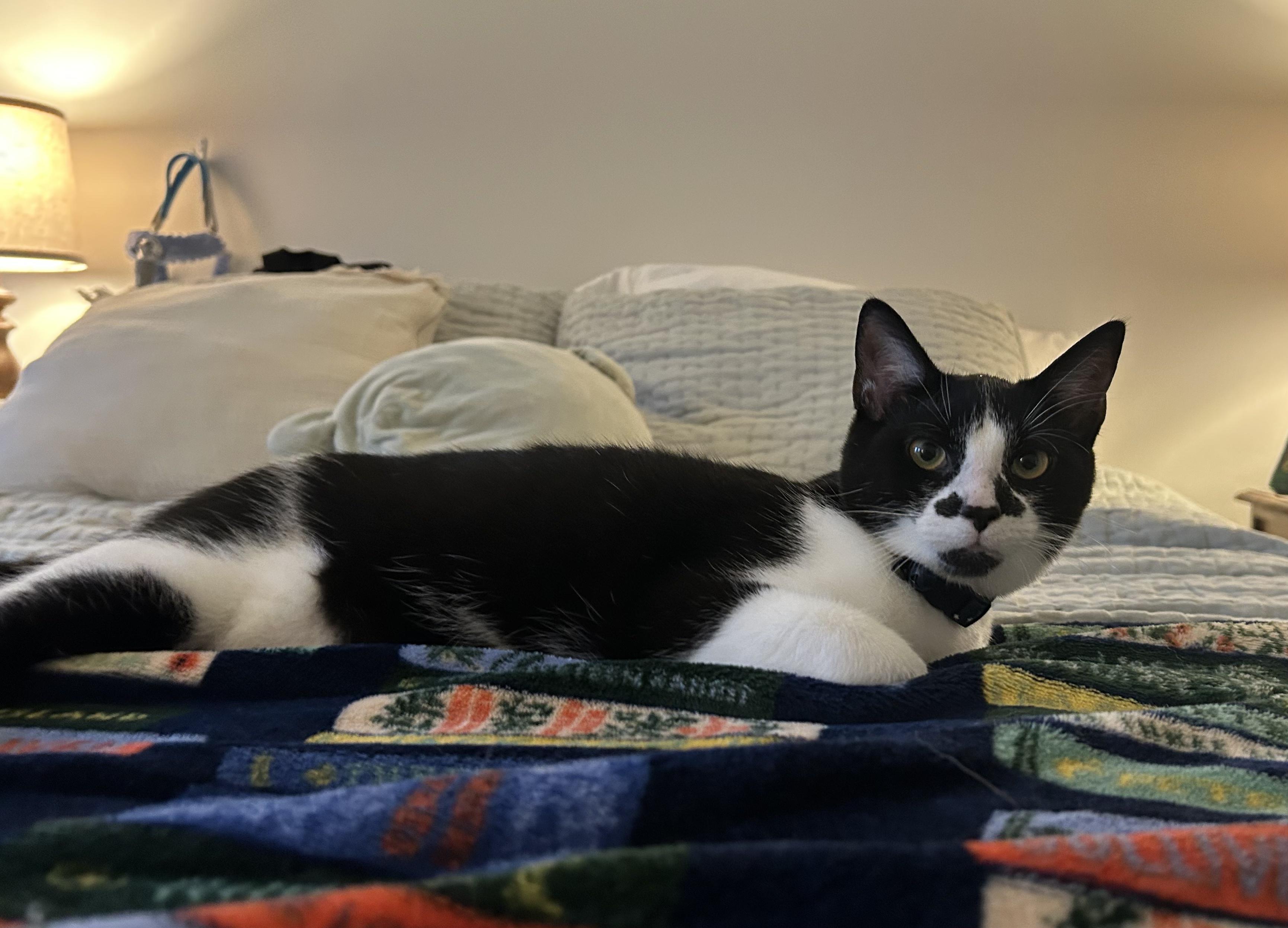 Enlarge Kitten: Max *Must go home with Carly OR to a home with another cat*, a Adoptable Domestic Short Hair in catonsville , MD image 5/5