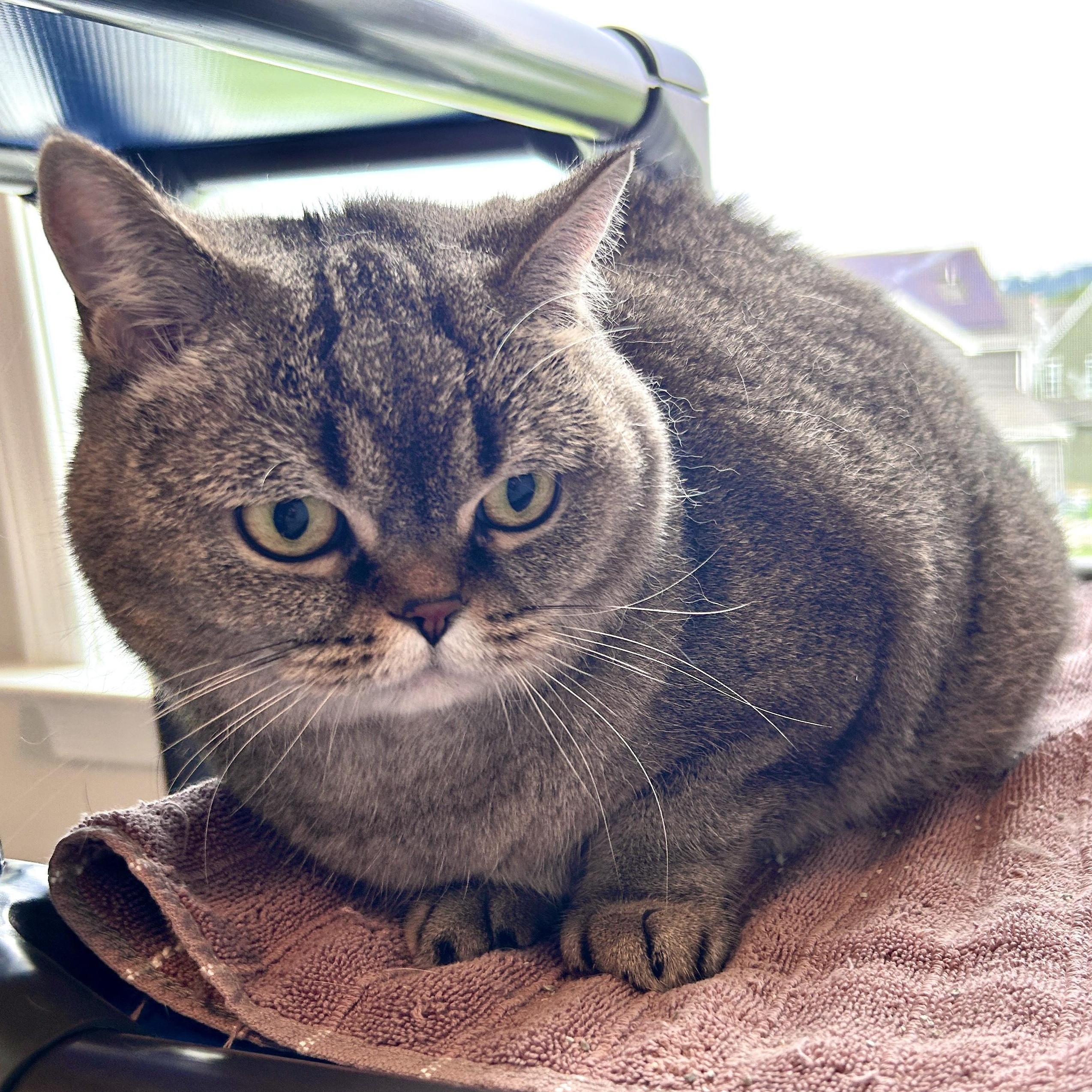 Enlarge Tess, a Adopted mixed breed in Lancaster, PA image 1/5