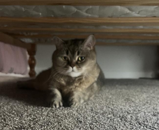 Enlarge Tess, a Adopted mixed breed in Lancaster, PA image 4/5