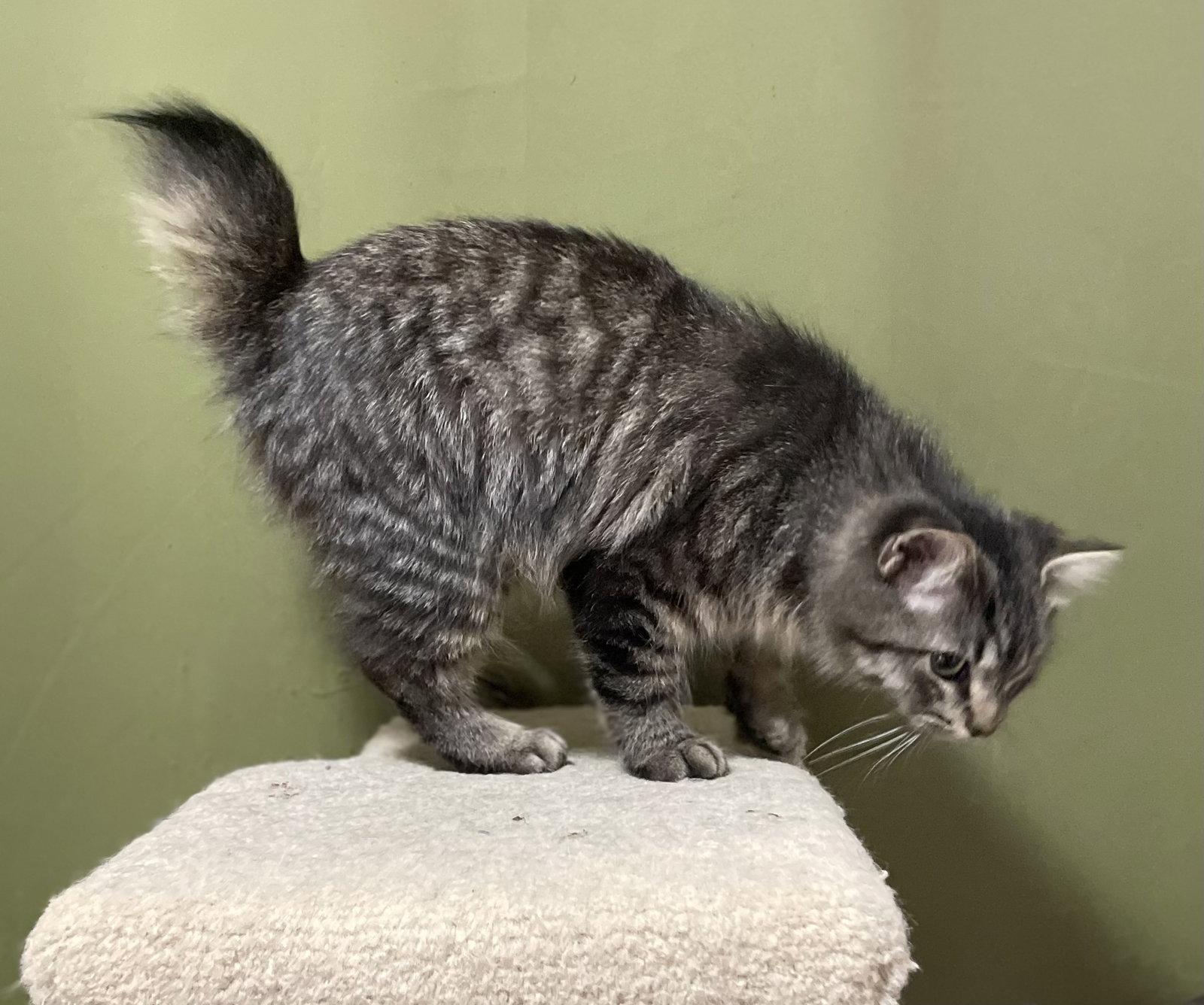 Sparky, Adopted, Young Male Domestic Medium Hair.