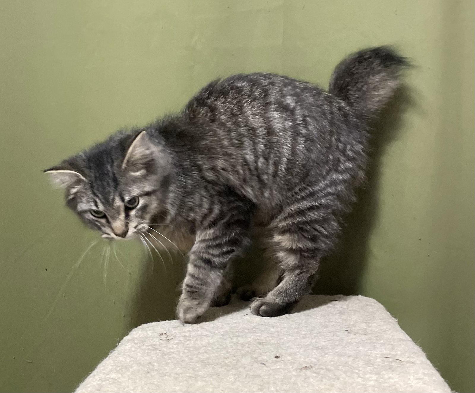 Enlarge Sparky, a Adopted Domestic Medium Hair in Oxford, MS image 2/3