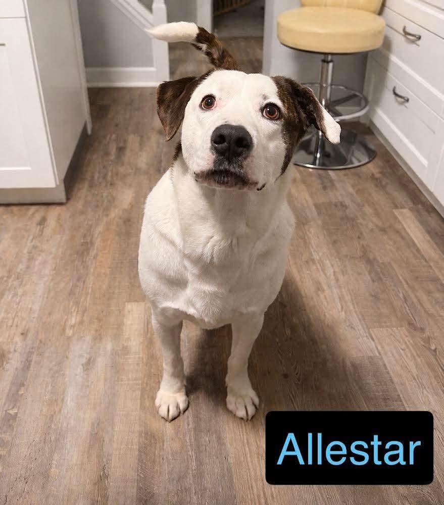 Allestar, ADOPTABLE, Adult Male Hound.