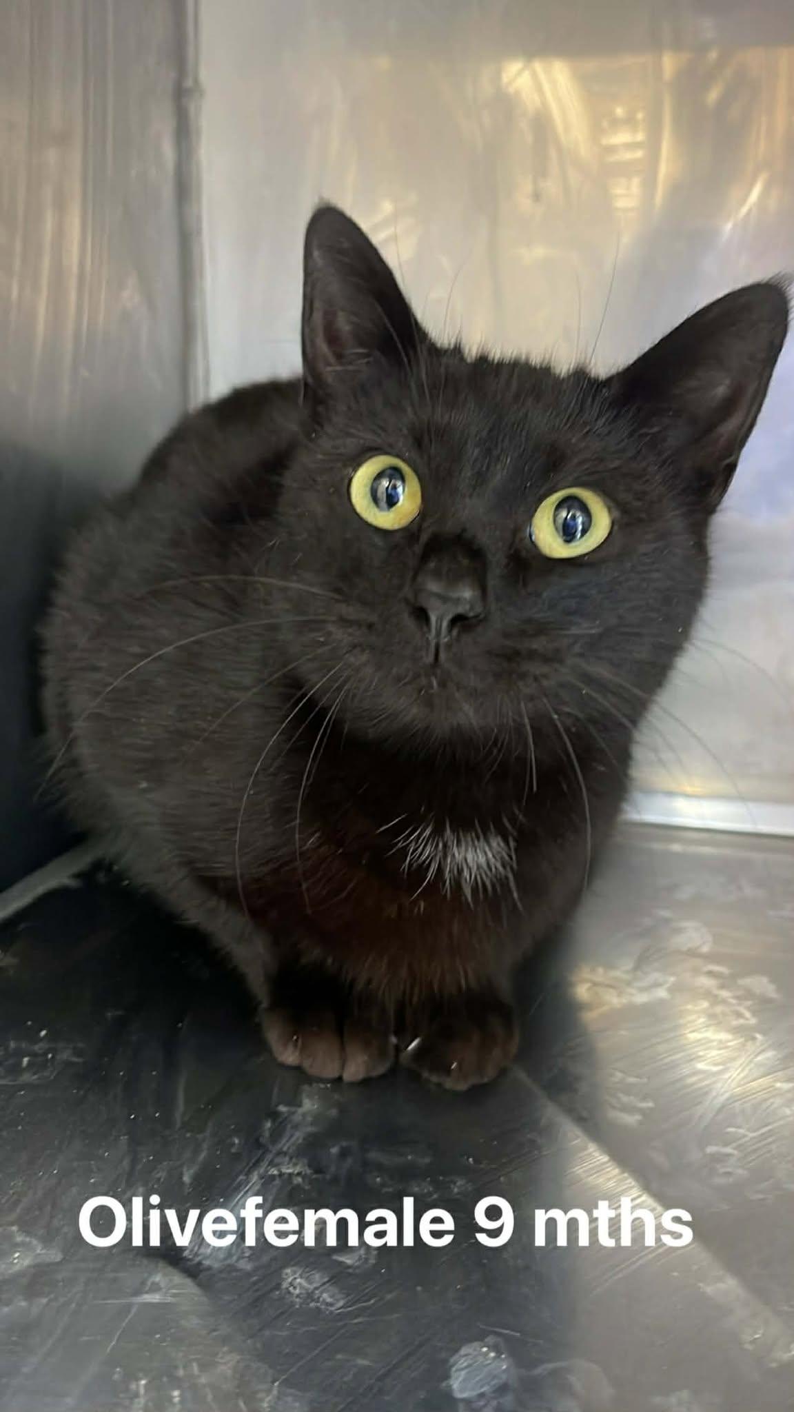 Enlarge Olive, a ADOPTABLE Domestic Short Hair in Fort Payne, AL image 1/1