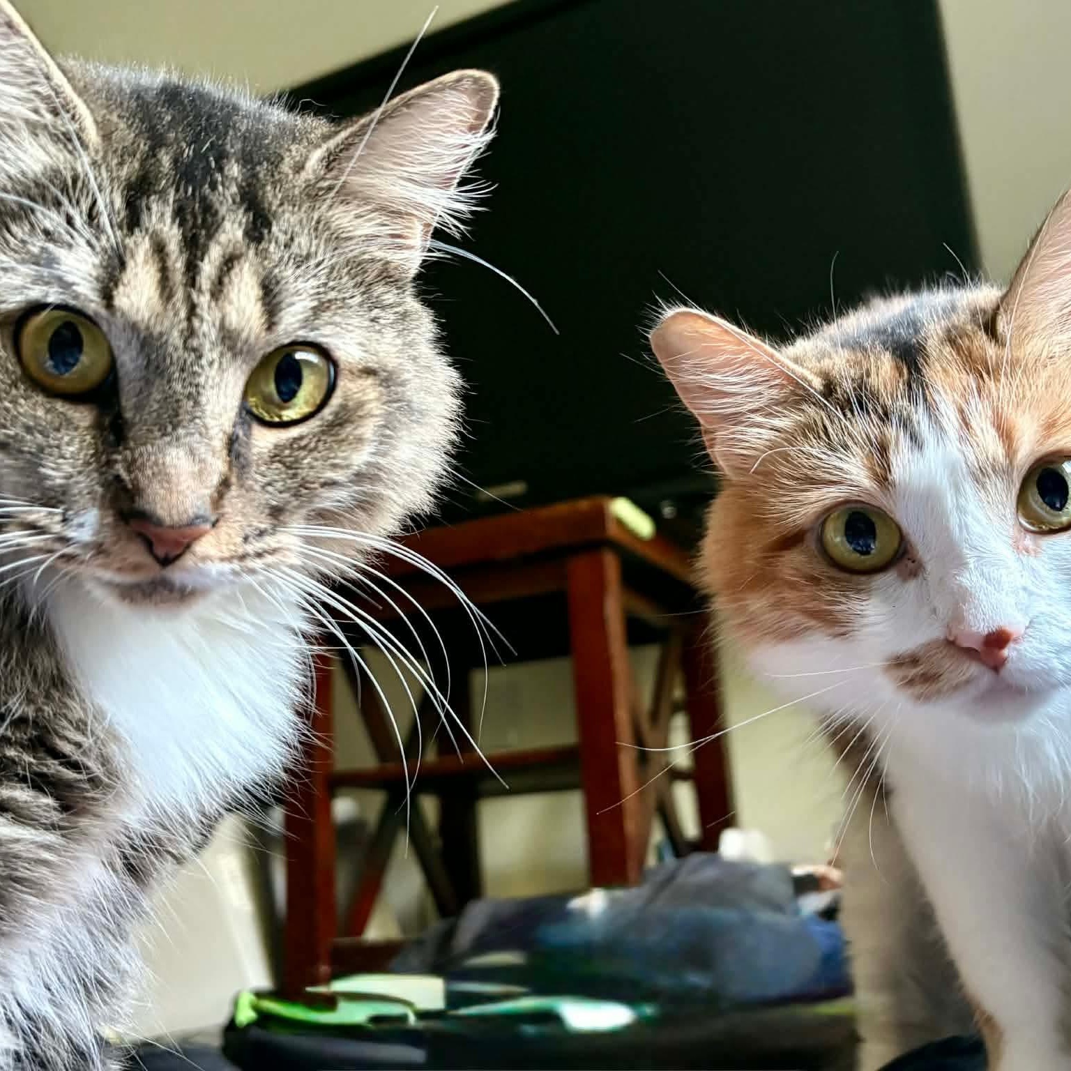 Ivy & Harley (Bonded Sisters), an adopted mixed breed in Gladstone, OR image 2/4