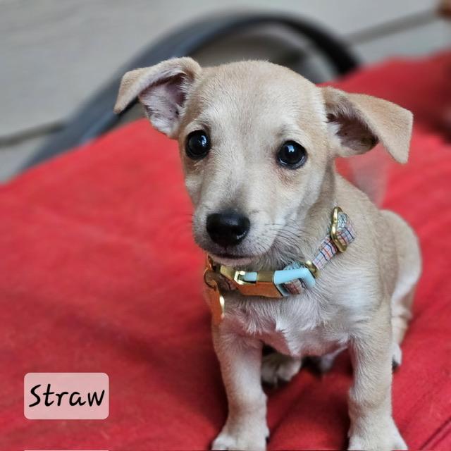 Enlarge Straw, a Adoptable mixed breed in clayton , CA image 3/6