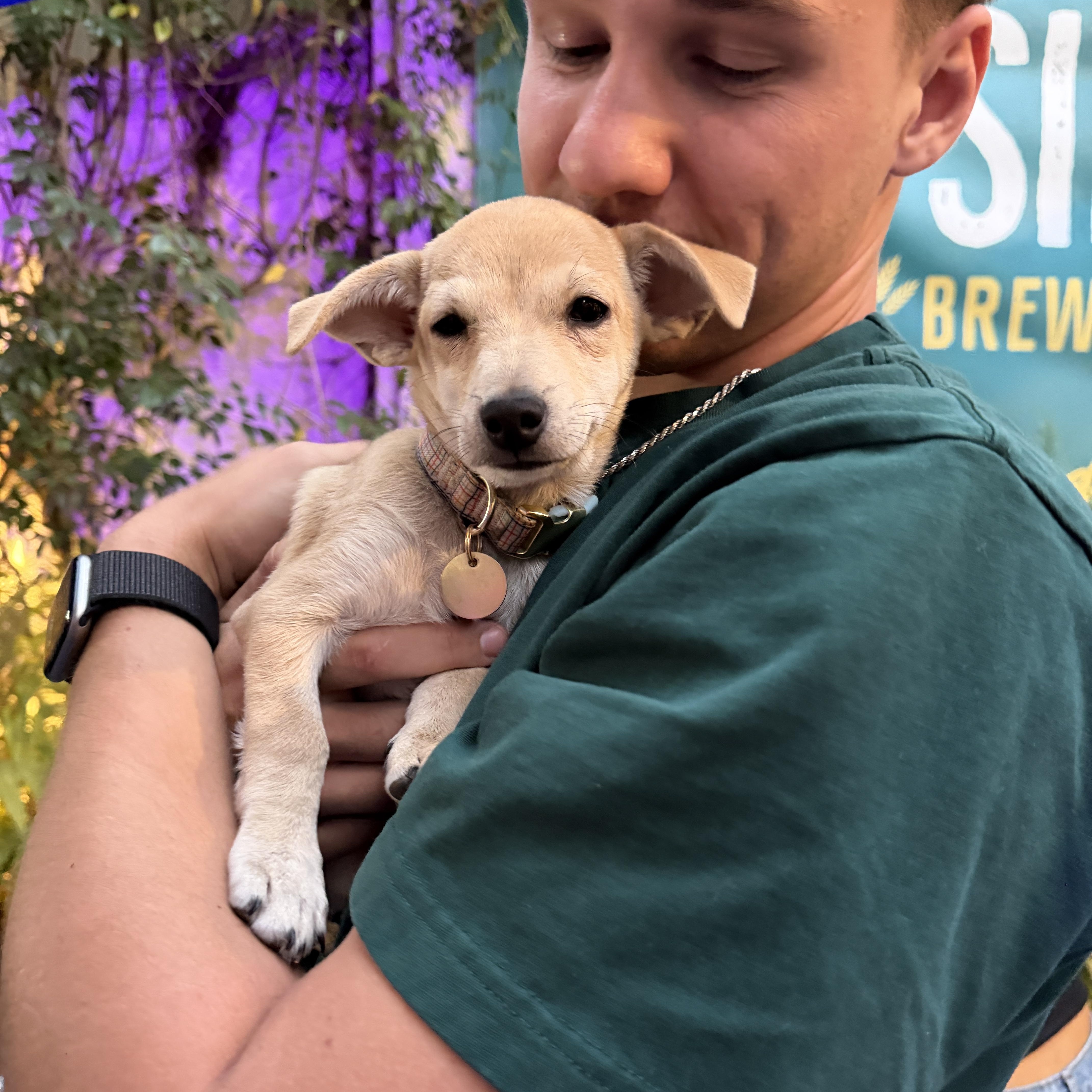 Enlarge Straw, a Adoptable mixed breed in clayton , CA image 1/6