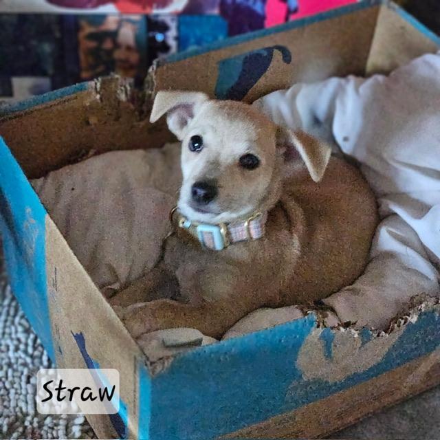 Enlarge Straw, a Adoptable mixed breed in clayton , CA image 4/6