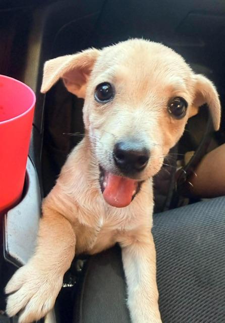 Enlarge Straw, a Adoptable mixed breed in clayton , CA image 6/6