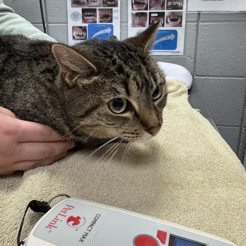Enlarge Calzone (Holland Cat Cove), a Adoptable Domestic Short Hair in West Olive, MI image 1/4