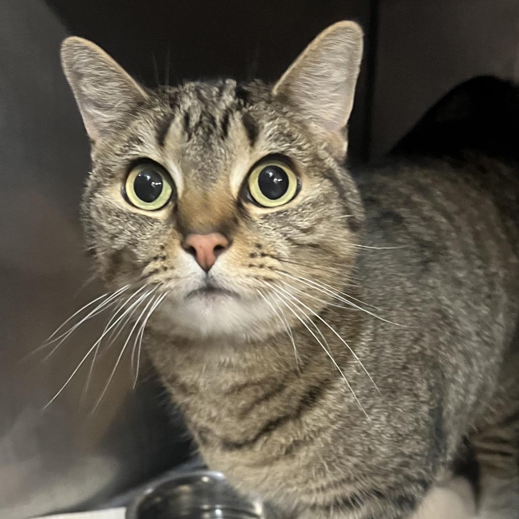 Enlarge Calzone (Holland Cat Cove), a Adoptable Domestic Short Hair in West Olive, MI image 2/4