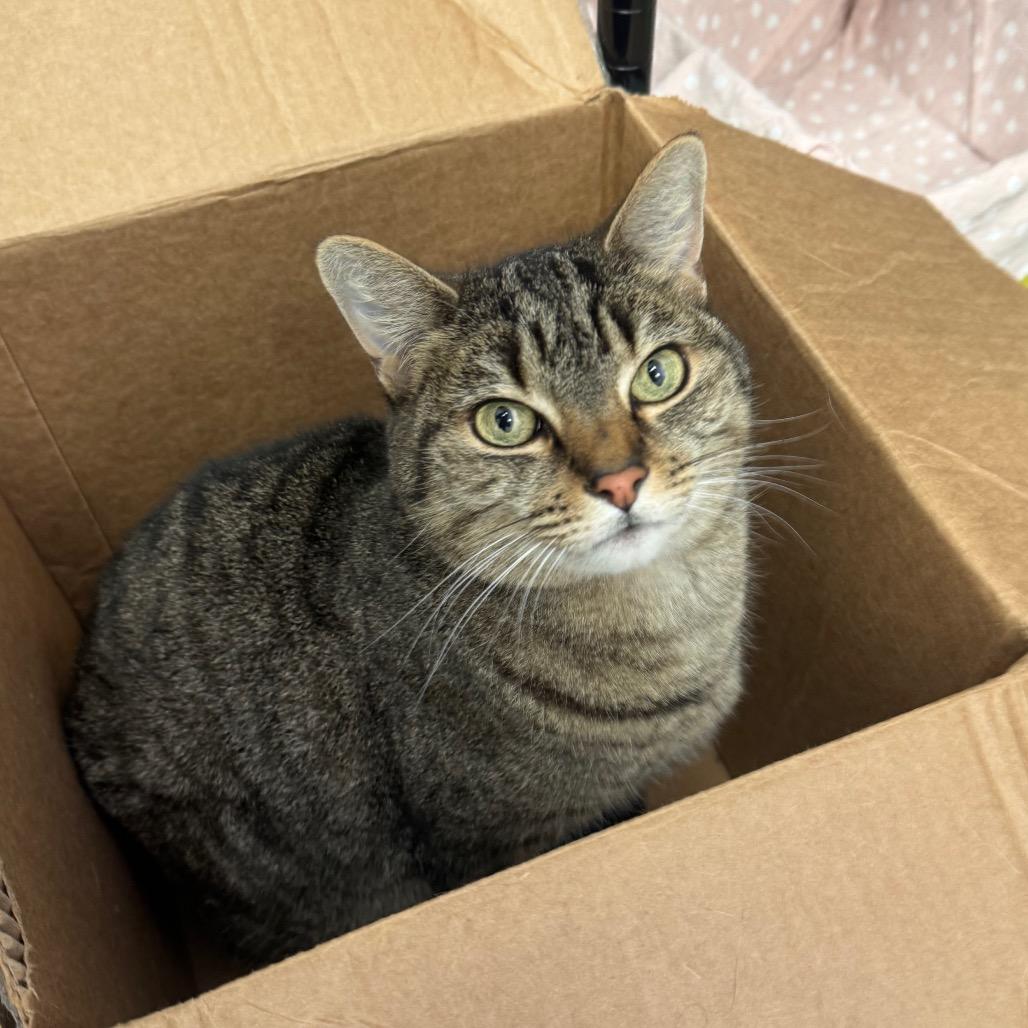 Enlarge Calzone (Holland Cat Cove), a Adoptable Domestic Short Hair in West Olive, MI image 3/4