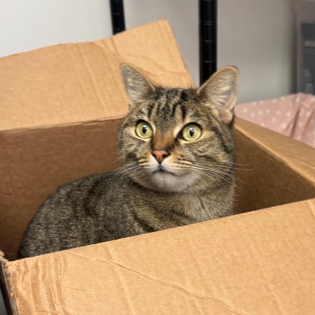 Enlarge Calzone (Holland Cat Cove), a Adoptable Domestic Short Hair in West Olive, MI image 4/4