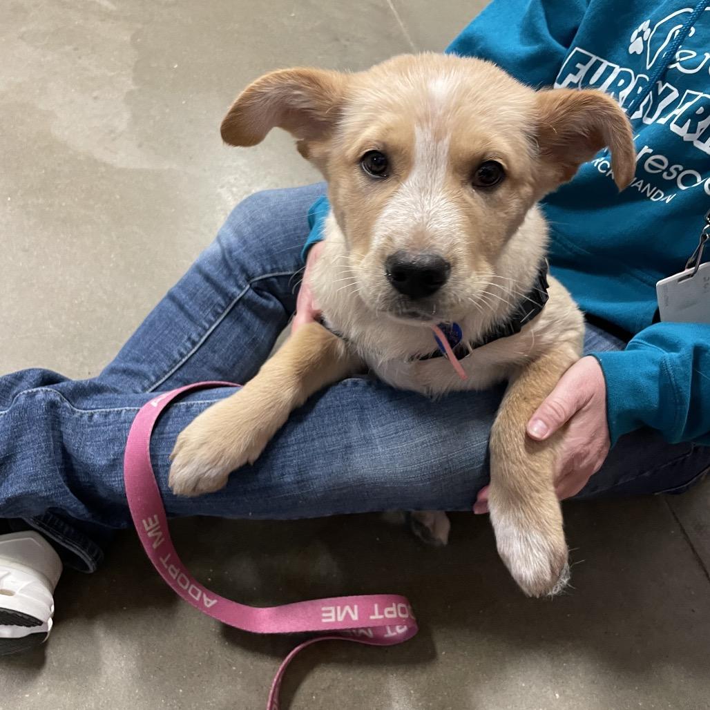 Enlarge Tatortot AKA Ruby, a Adoptable Mixed Breed in Bismarck, ND image 3/6