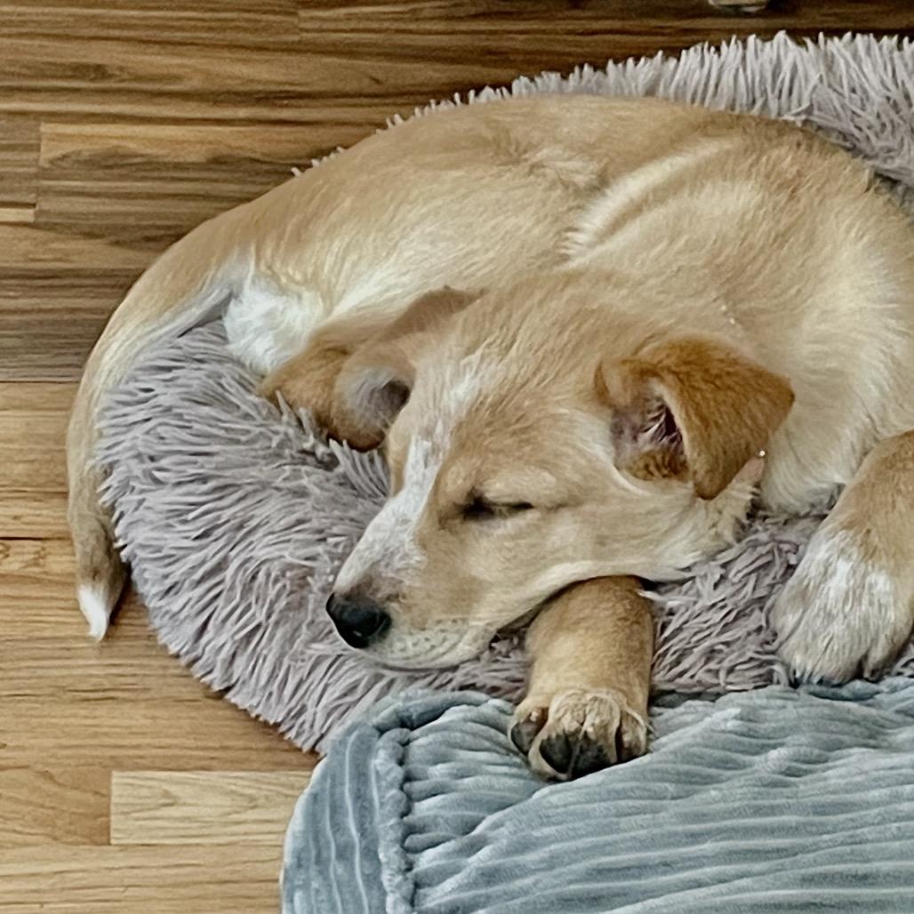 Enlarge Tatortot AKA Ruby, a Adoptable Mixed Breed in Bismarck, ND image 4/6