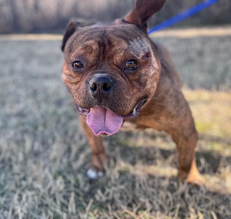 King George, Adoptable, Young Male American Bulldog & Mixed Breed.