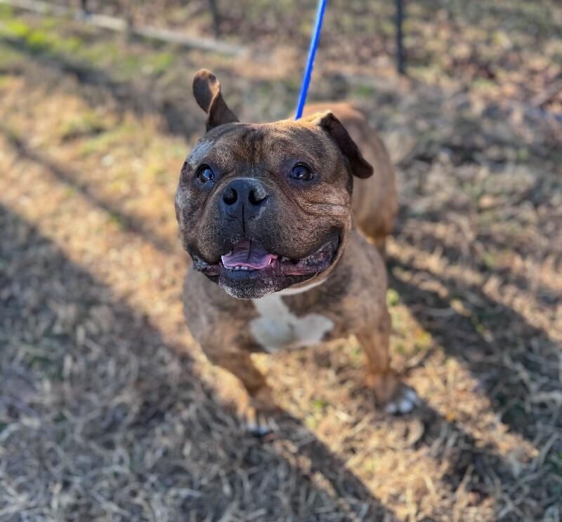 Enlarge King George, a Adoptable mixed breed in Disputanta, VA image 2/2