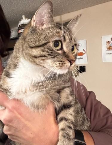 Sapphire, a Adoptable Domestic Short Hair in Hutchinson, MN image 1/5